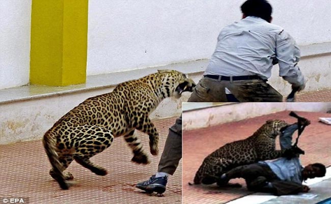 Large-Male-Leopard-Attacks-in-Indian-School