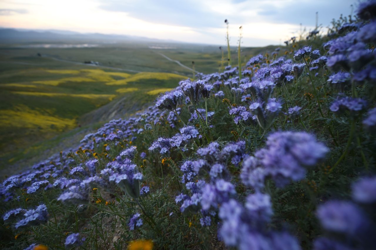 Purple phacelia and orange checker fiddleneck are seen in the Carrizo Plain National Monument 